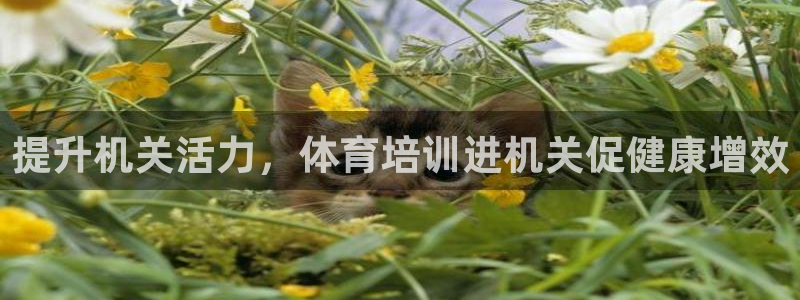 焦点娱乐传媒有限公司怎么样啊知乎：提升机关活力，体育