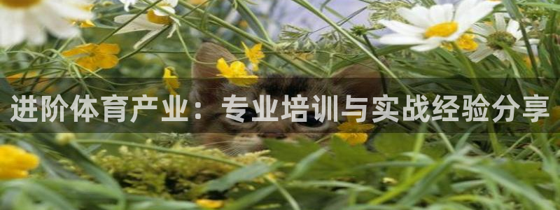 焦点娱乐家 5O6917 焦点：进阶体育产业：专业培