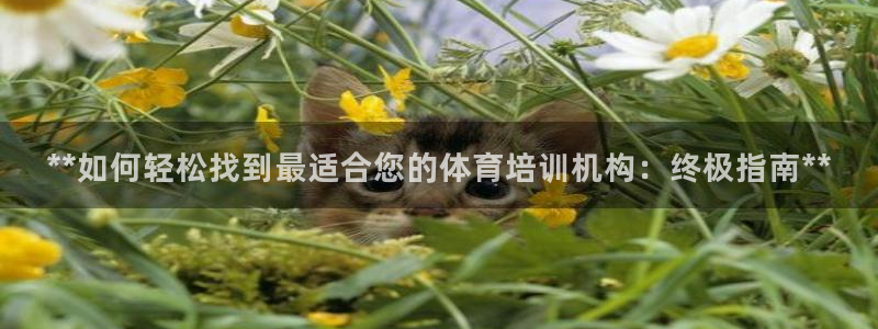 焦点娱乐股东：**如何轻松找到最适合您的体育培训机构